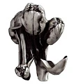 Крючок Art&Max Tulip AM-0822-T - превью 1